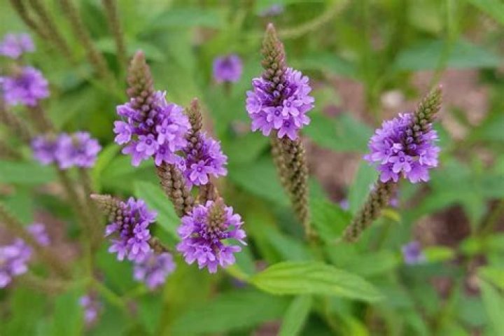 When does vervain flower?