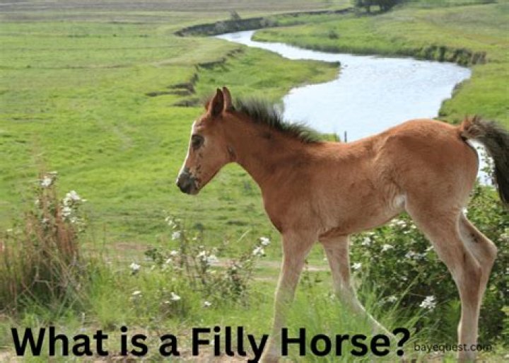 When is a filly a mare?