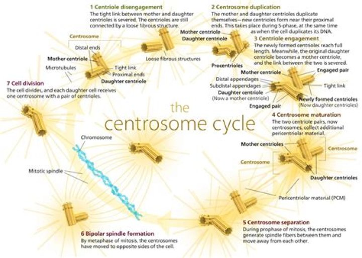 When is centrosome duplication?