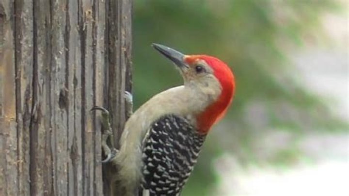 When is woodpecker season?