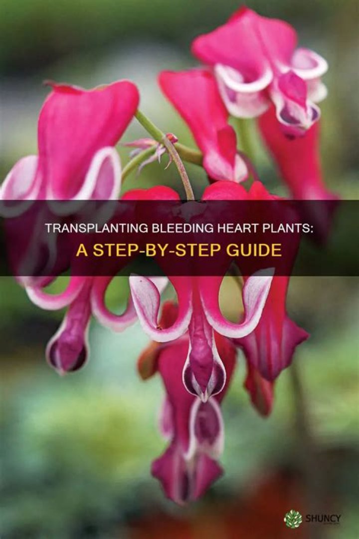 When should you transplant a bleeding heart?