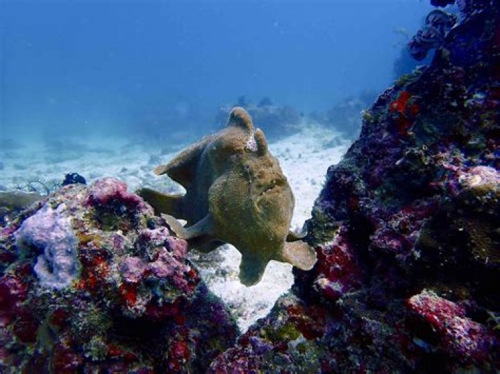 When to frog fish?