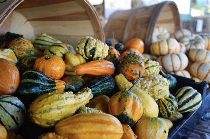 When to harvest cucurbita?