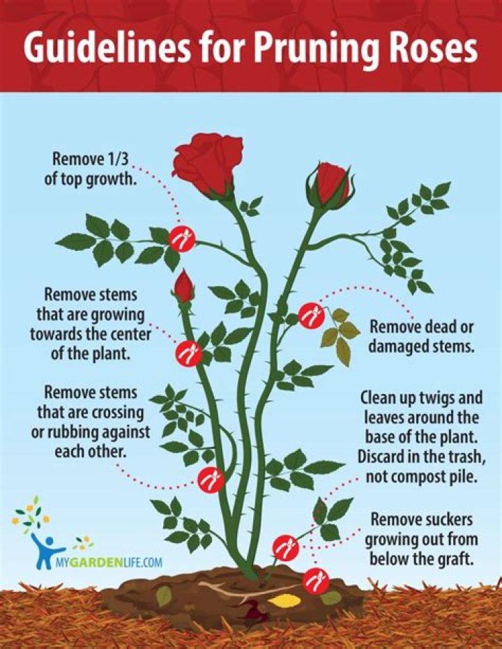 When to prune diseased roses?