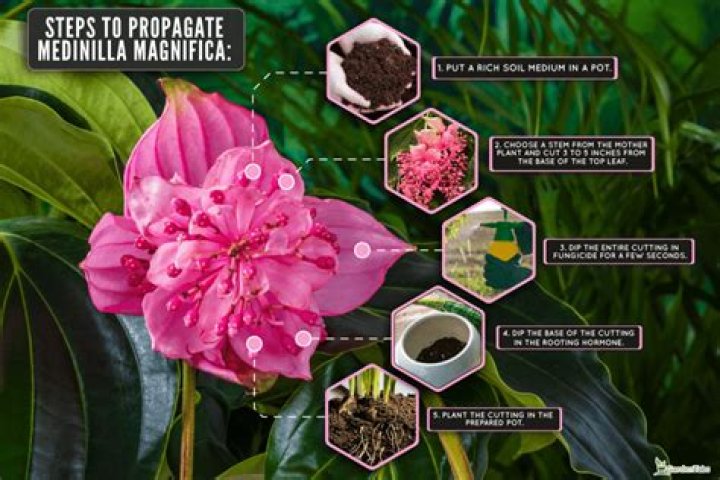 When to prune medinilla?