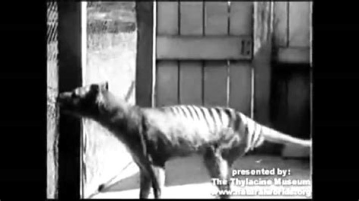 When was the last thylacine seen?