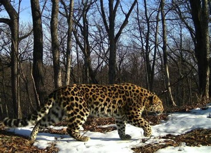 When will amur leopards be extinct?