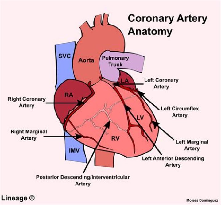 Where are artery located?