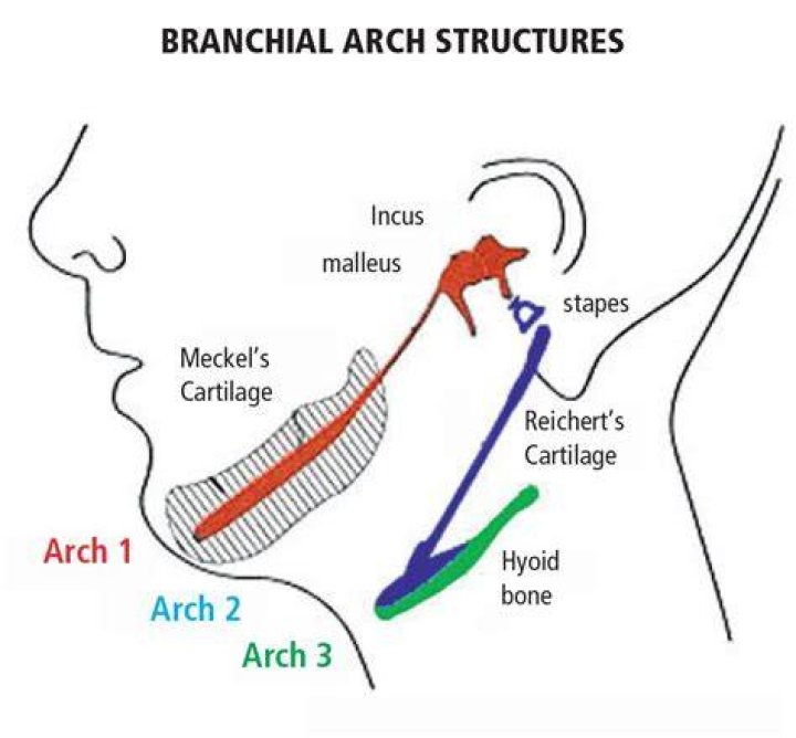 Where are branchial arch located?