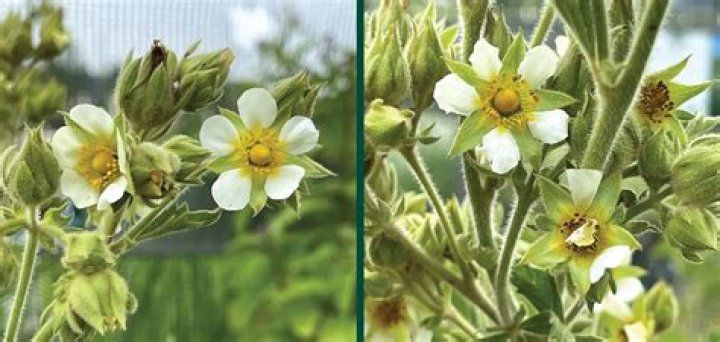 Where are cinquefoil found?