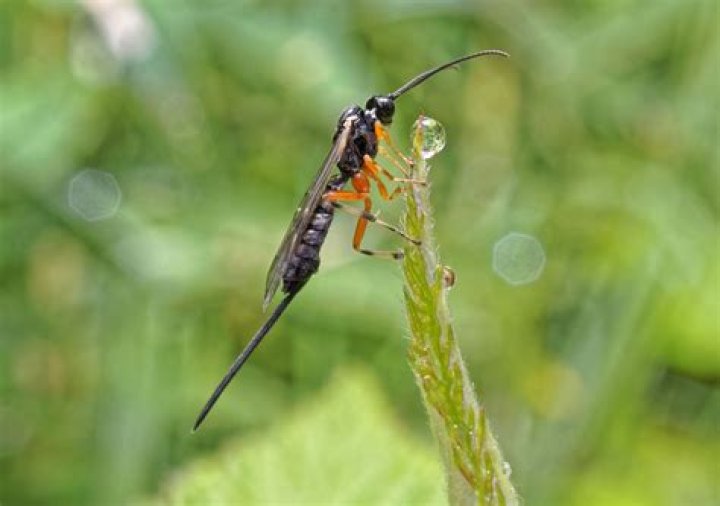 Where are ichneumon found?