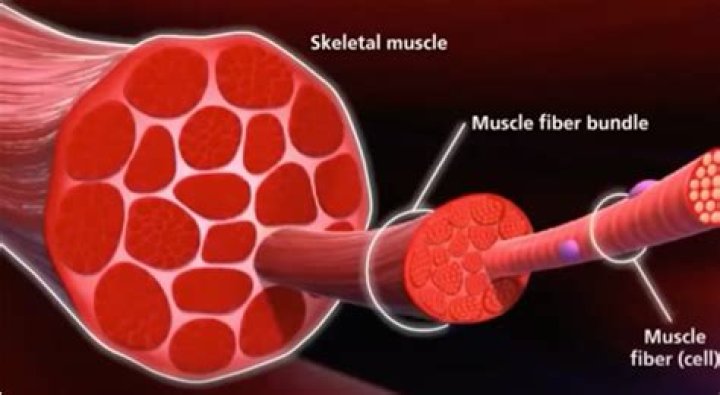 Where are muscle fibers?