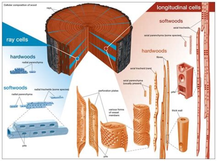 Where are new cells of wood and bark formed?