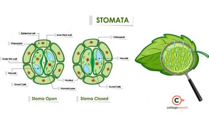Where are stomata found on a leaf?