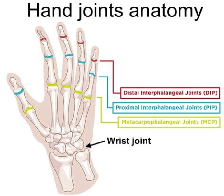 Where are the interphalangeal joints located?