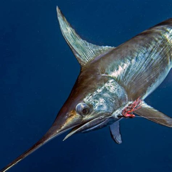 Where can broadbill swordfish be found?