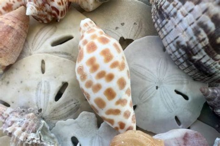 Where can i buy a junonia shell?