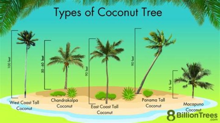 Where coconut trees are found?