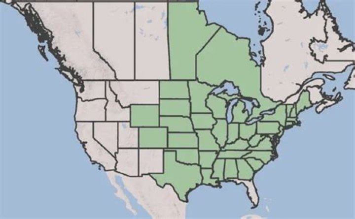 Where did lobelias originate?