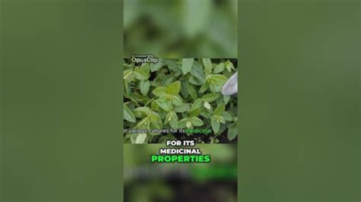 Where did mint originate?