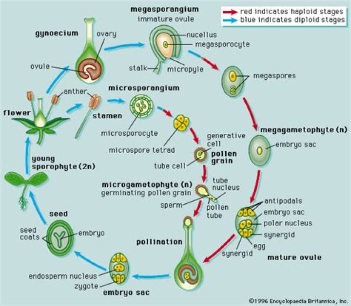 Where do angiosperms reproduce?
