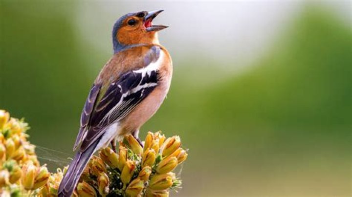 Where do chaffinches live?