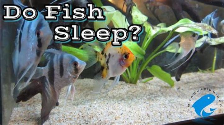 Where do platy fish sleep?