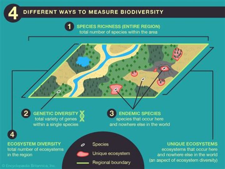 Where do species richness come from?