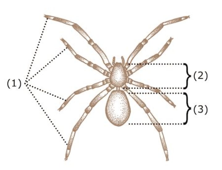 Where do spiders breathe from?