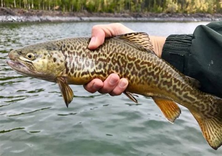 Where do trout-perch live?