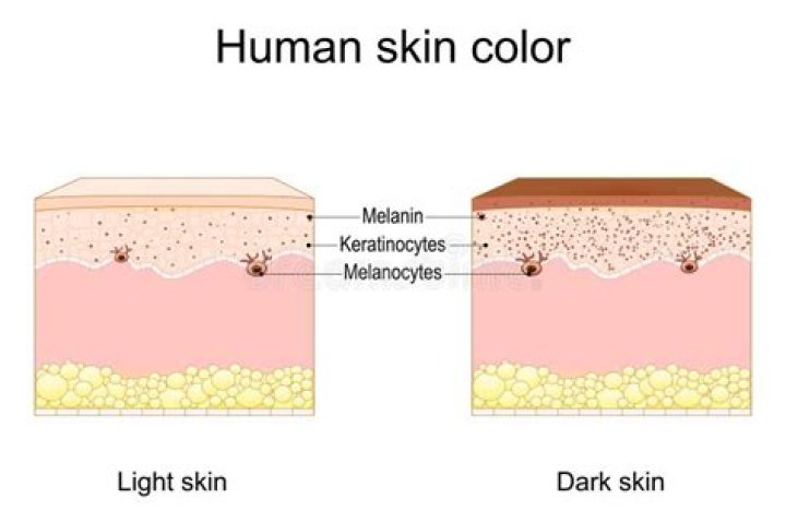 Where do we find the reddish-yellow pheomelanin?