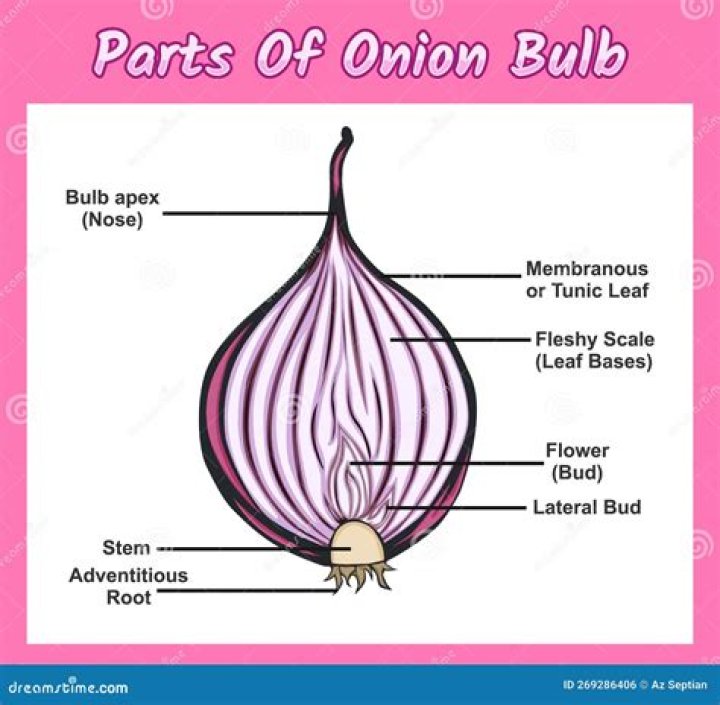 Where does cipolla come from?