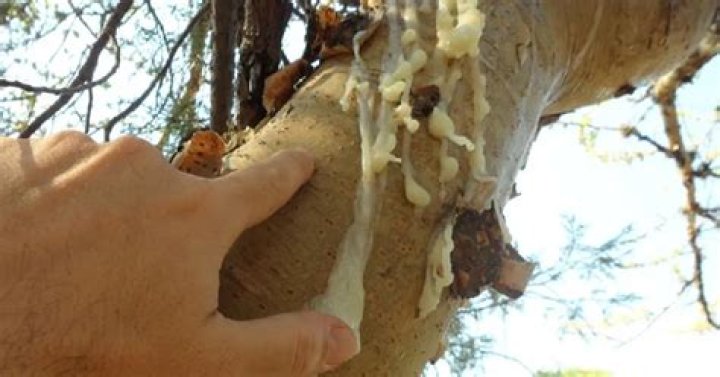 Where does copal come from?