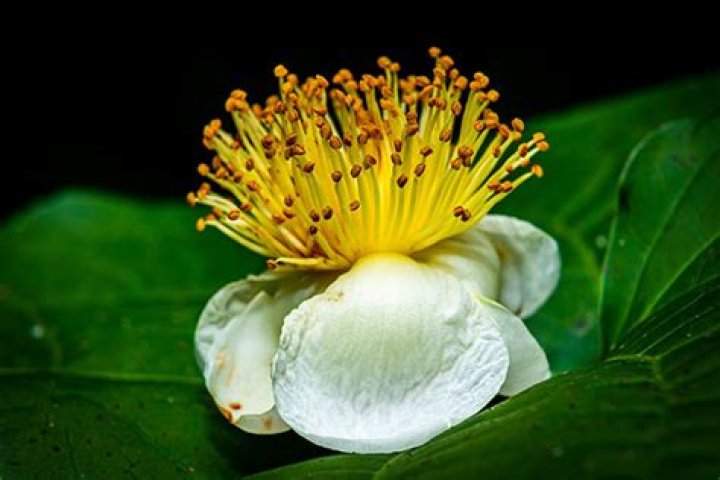 Where does gordonia terrae grow?