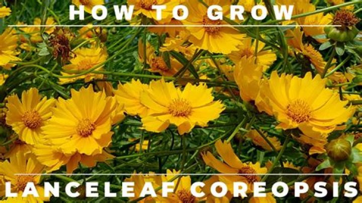 Where does lanceleaf coreopsis grow?