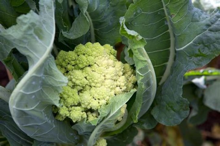 Where does romanesco broccoli come from?