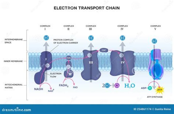 Where electron transport chain occurs?