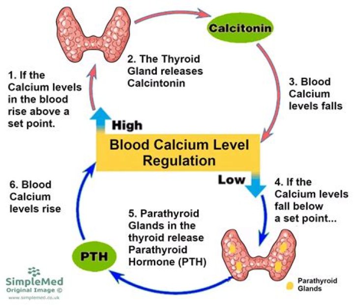 Where hormone regulates blood calcium levels?