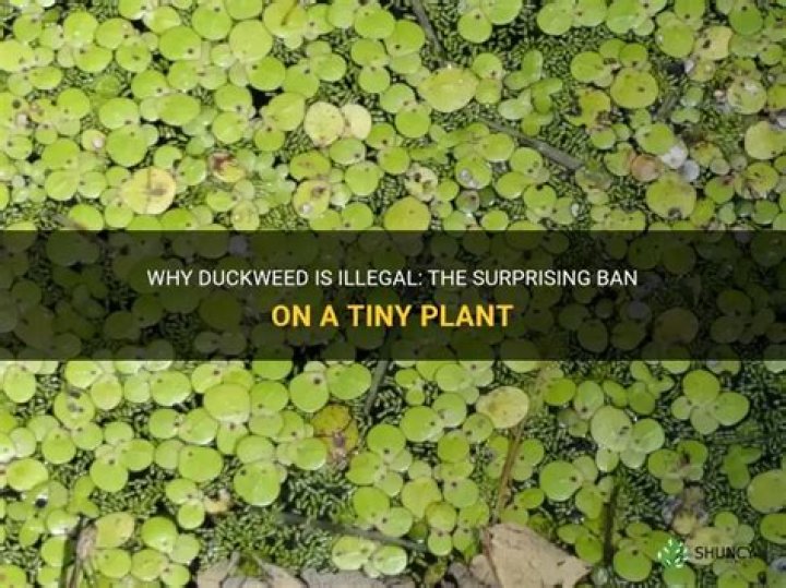 Where is duckweed illegal?