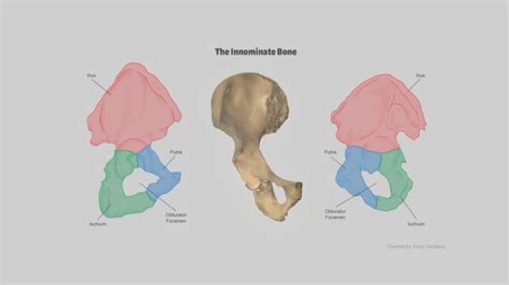 Where is innominate found?