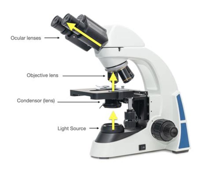Where is light microscopy used?