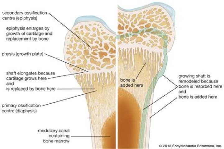 Where is subchondral bone located?