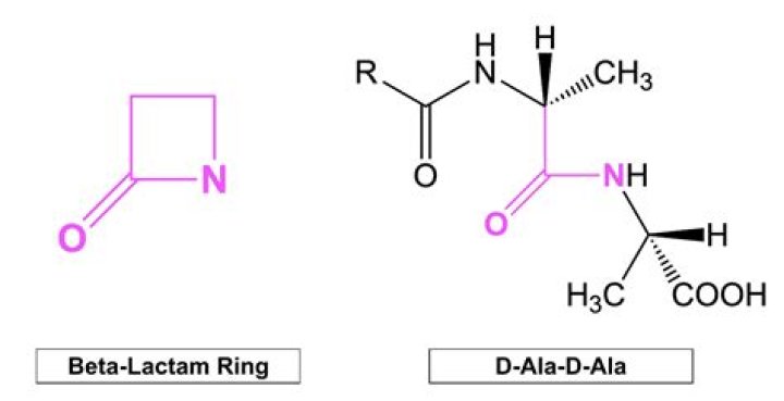 Where is the beta lactam ring found?