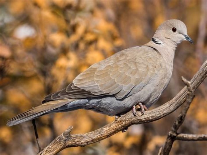 Where is the collared dove?