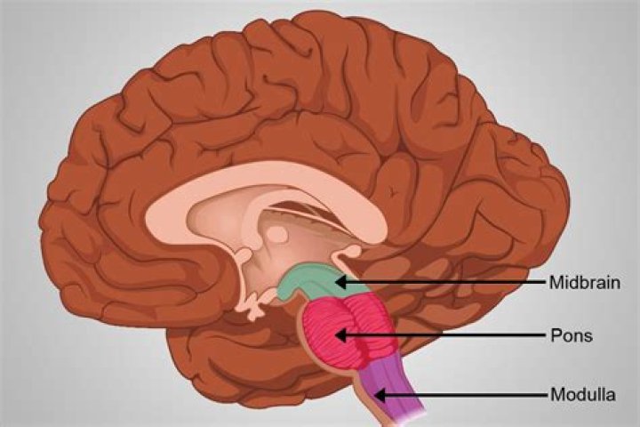 Where is the medulla in the brain?