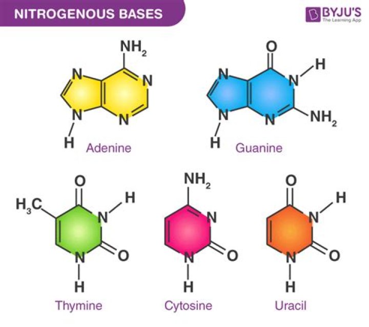 Where is the nitrogenous base attached to the deoxyribose?