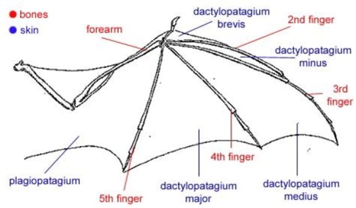 Where is the pentadactyl limb found?