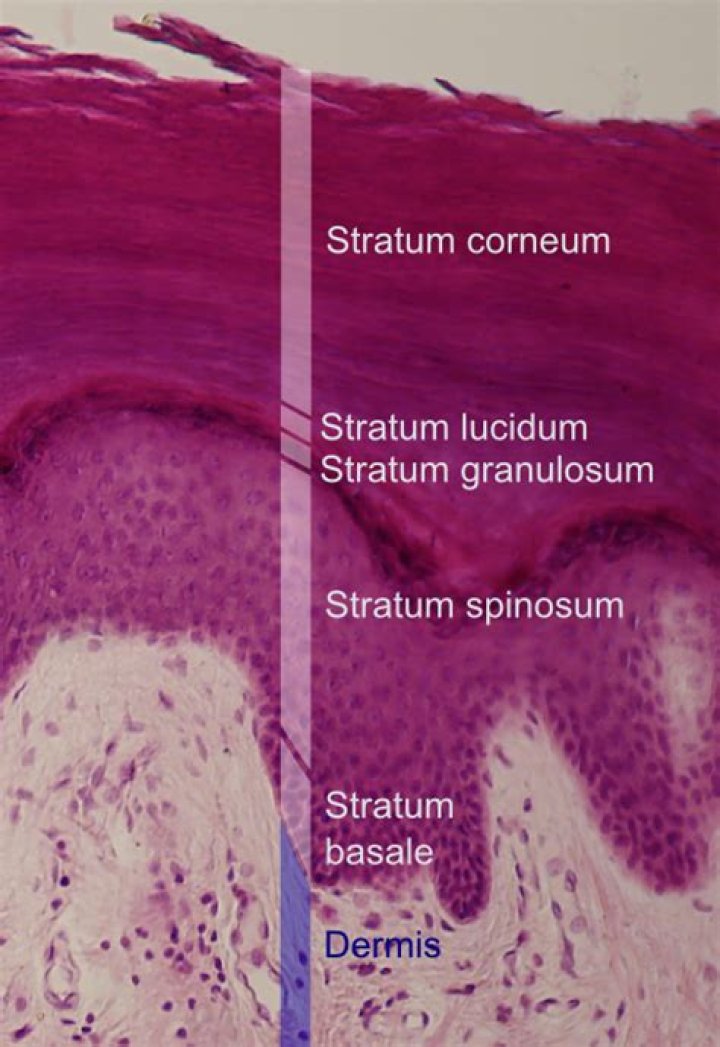Where is the stratum germinativum?
