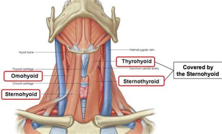 Where is the thyrohyoid located?