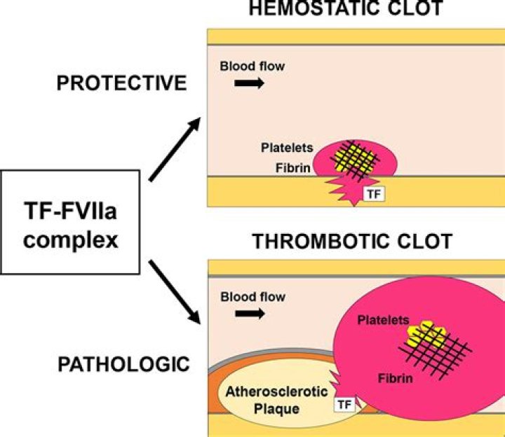 Where is thromboplastin released from?